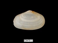 藏品(櫻蛤)的圖片